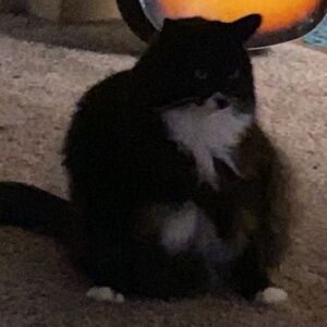 Meet your Posher, Oscar